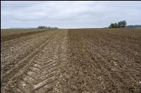 Wheat direct seed 33