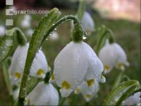 Frühlingsknotenblume 1