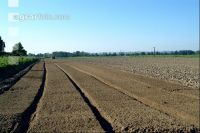 Gemüse Beetfräse 1