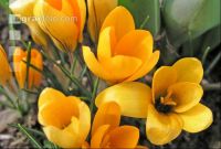 Krokus 3