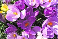 Krokus 2