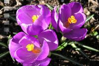 Krokus 1