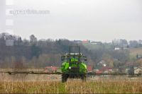 Senf abwelken 12