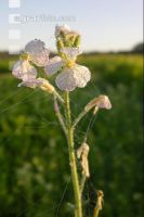 Ölrettich Blüte 2