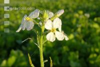 Ölrettich Blüte 3