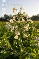 Ölrettich Blüte 5