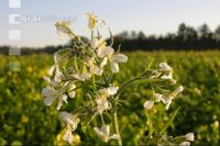 Ölrettich Blüte 6