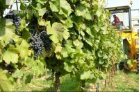 Weinlesemaschine 13