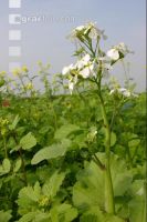 Ölrettich Blüte 1