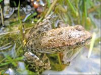 Frosch im Wasser 1