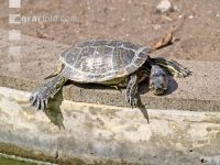 Rotwangenschildkröte