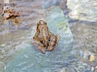 Grasfrosch 3