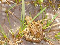 Grasfrosch 1