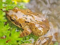 Grasfrosch 2