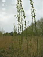 Pappel Energieholz 1