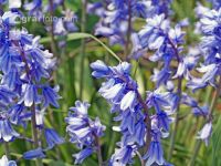 Blaustern 1