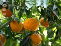 Orange 2