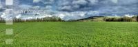 Gerste Panorama 3