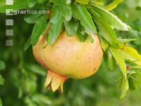 Granatapfel 2