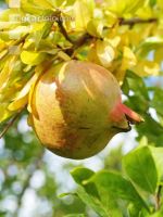 Granatapfel 1