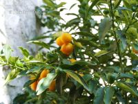 Kumquat
