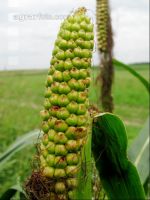 MaisWuBohr Schaden 5