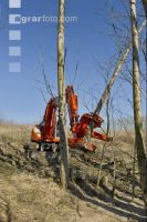 Energieholz Ernte 43