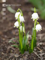 Frühlingsknotenblume 3