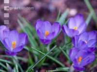 Krokus 4