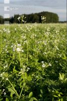 Ölrettich Blüte 7