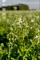 Ölrettich Blüte 8