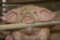 Mastschweine 65