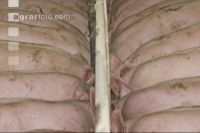 Schweine fressen 22
