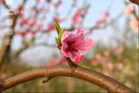 Pfirsich Blüte 13