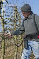 Obstbaumschnitt 3