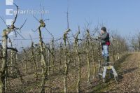 Obstbaumschnitt 1