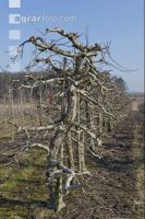 Obstbaumschnitt 14