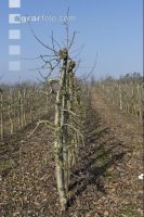Obstbaumschnitt 13