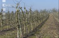 Obstbaumschnitt 12