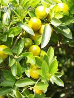 Calamondin 2