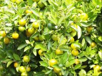 Calamondin 1