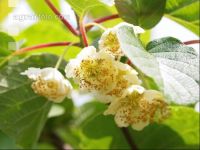 Männliche Kiwiblüten 1