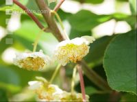 Männliche Kiwiblüten 2