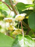 Männliche Kiwiblüten 3