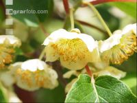 Männliche Kiwiblüten 4