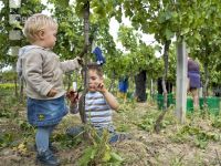 Weinlesen 91