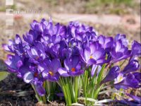 Krokus 7
