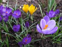 Krokus 6