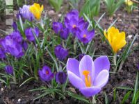 Krokus 8