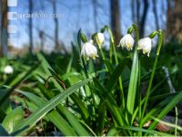 Frühlingsknotenblume 4